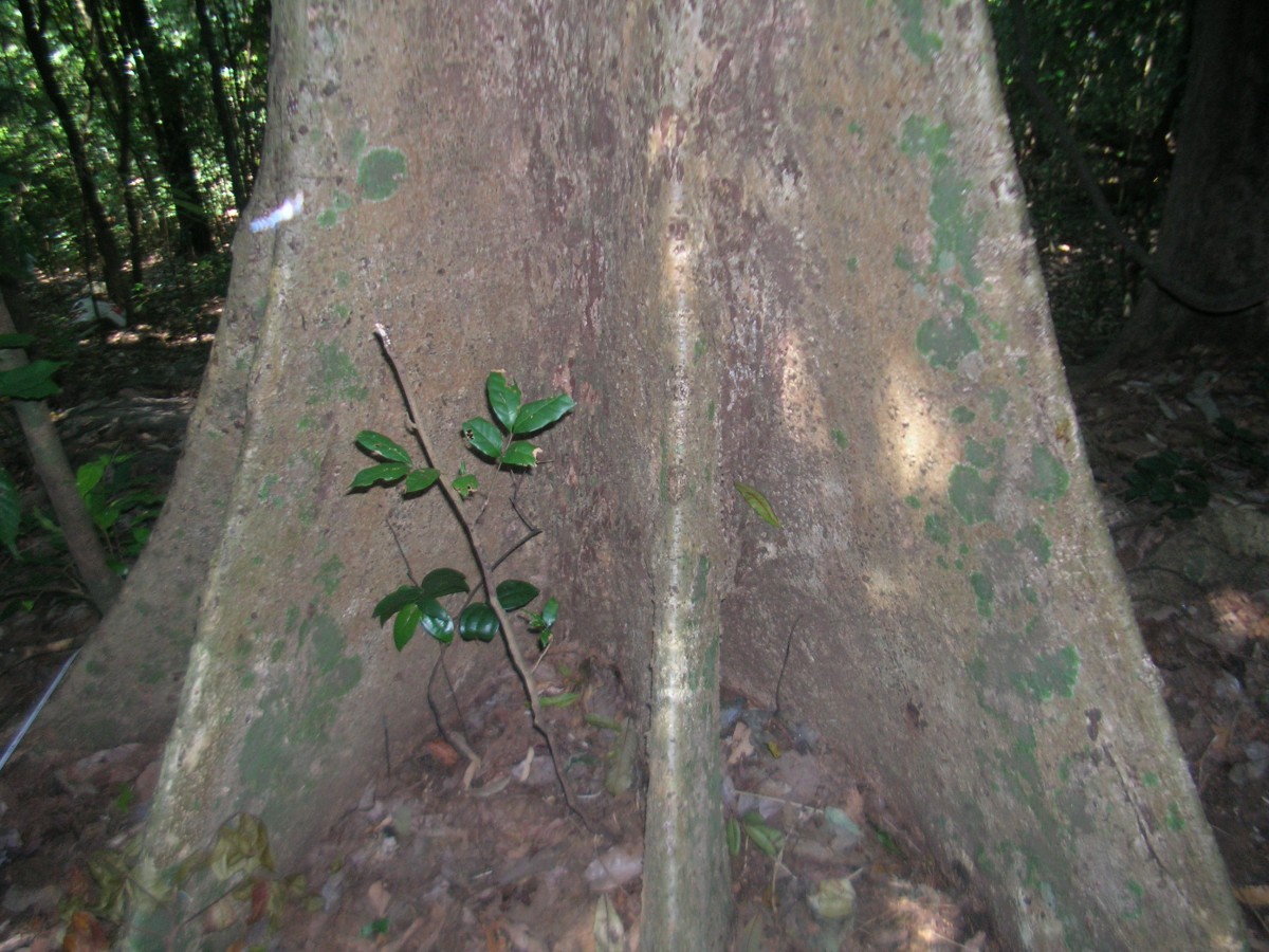 Xylopia patoniae I.M.Turner